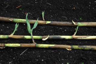Canes removed from soil showing growth of shoots
