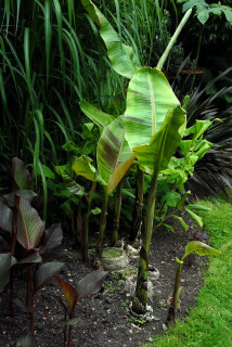 Banana plant pseudostems atfter one month.