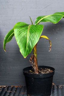 Growth achieved from the severed banana shoot. Growth achieved from the severed banana shoot.