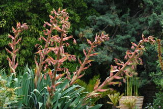 Beschorneria yuccoides flower