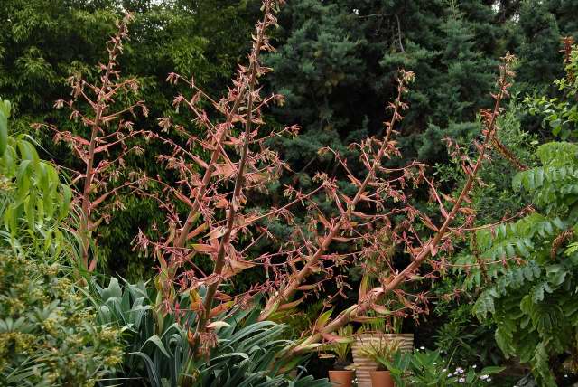 Beschorneria yuccoides in flower