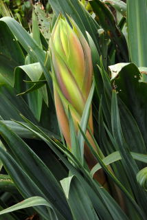 Beschorneria yuccoides flower