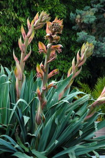 Beschorneria yuccoides flower Beschorneria yuccoides flower