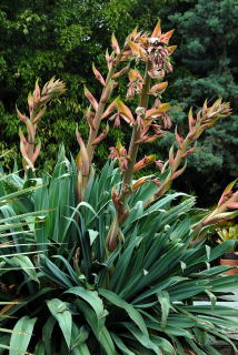 Beschorneria yuccoides flower