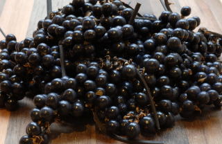 Newly harvested black mondo grass seeds.