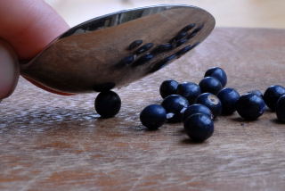 Peeling Ophiopogon planiscapus 'Nigrescens' seeds with a teaspoon.