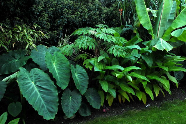 Colocasia esculenta flourish in a bog garden (a previously awkward spot)