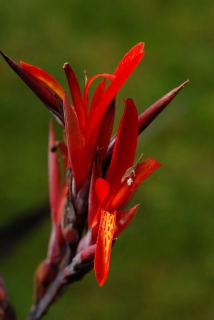 Flower of cana coccinea