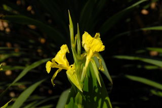 Canna flaccida flowers