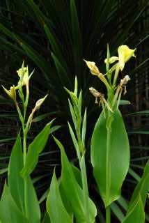 Canna flaccida