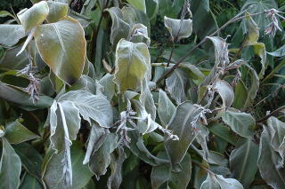 Frost damaged canna plants. The end of the line for this frosted canna foliage.
