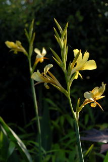 Canna glauca flowers.