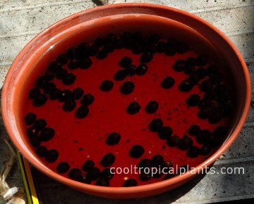 Canna lily seeds in soak