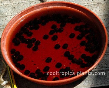 Canna lily seeds in soak