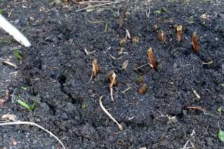 Lifting (digging up) canna rhizomes