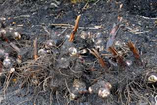 A pile of excavated canna rhizomes