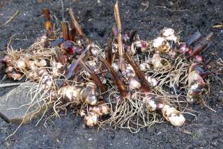 A clean pile of canna rhizomes.