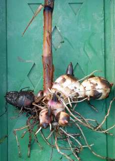 An individual washed canna rhizome.