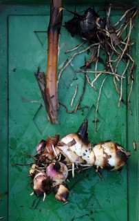 A trimmed canna rhizome.