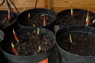 Canna shoots emerging ten days after planting.