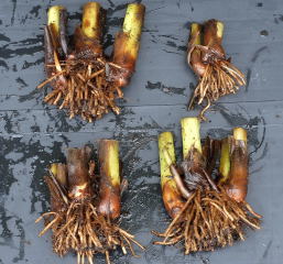 Canna Paniculata rhizomes