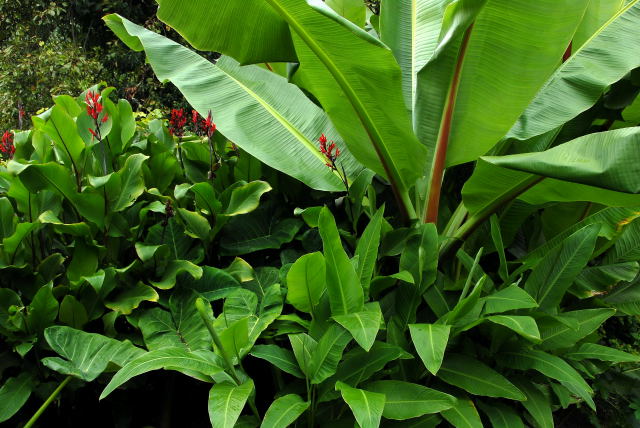 C.warscewiczii, C.paniculata and Ensete ventricosum provide the foliage.