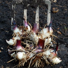 canna rhizome