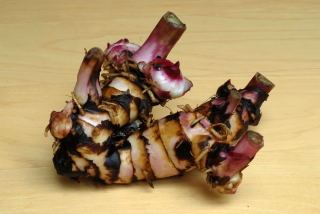Rhizome of canna indica purpurea Rhizome of canna indica purpurea