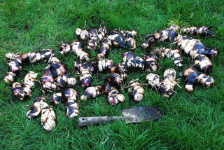 Trimmed and divided canna rhizomes.