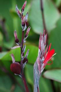 Canna flower and developing seed pods.