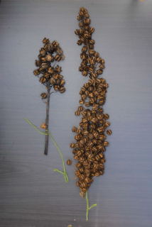 Castor oil plant seed spikes