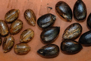 Castor oil plant seeds