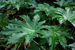Leaf of castor oil plant ricinus communis 'zanzi palm'