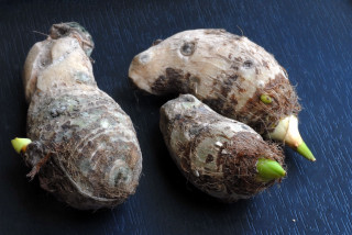 Sprouting tubers of colocasia esculenta