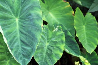 Leaf of colocasia esculenta var antiquorum, the eddoe or elephant ear Leaf of colocasia esculenta var antiquorum, the eddoe or elephant ear