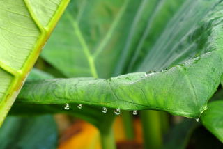 Leaf of Xanthosoma sagittifolium, the elephant ear plant or coco yam. Leaf of Xanthosoma sagittifolium, the elephant ear plant or coco yam.