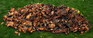 Leaves piled up on a lawn