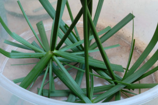 Cuttings placed upside down in a container Cuttings placed upside down in a container
