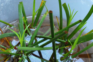 New shoots after just 12 days New shoots after just 12 days