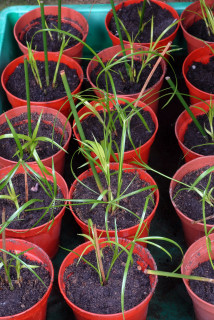 Potted up cuttings of C.alternifolius 