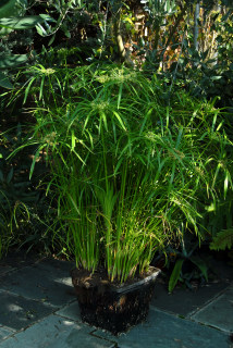 Cyperus alternifolius growing in a plastic pond basket