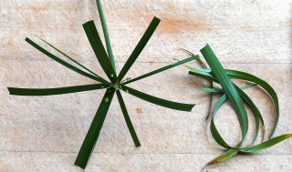 A prepared cutting of Cyperus alternifolius