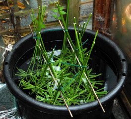 Larger scale stem propagation.