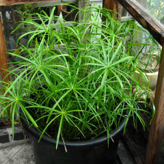 Growth made in just over three months Growth made in just over three months