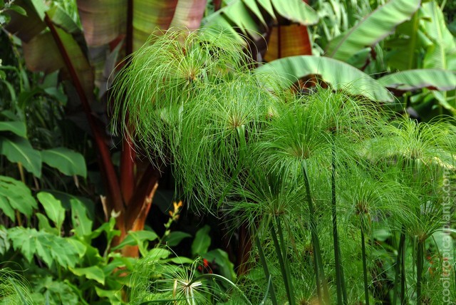 Cyperus papyrus pom poms (umbels) with ensete ventricosum in the background