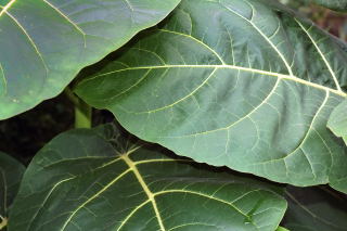 Leaf detail of cyphomandra betacea, the tree tomato Leaf detail of cyphomandra betacea, the tree tomato