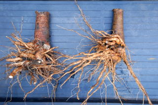 Washed roots of cyphomandra betacea, the tree tomato.