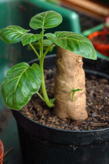 New shoots on a chyphomandra betacea root. New shoots on a chyphomandra betacea root.
