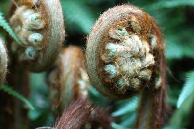 Unfurling Dicksonia antarctica fronds Unfurling Dicksonia antarctica fronds