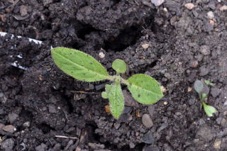 A self seeded echium